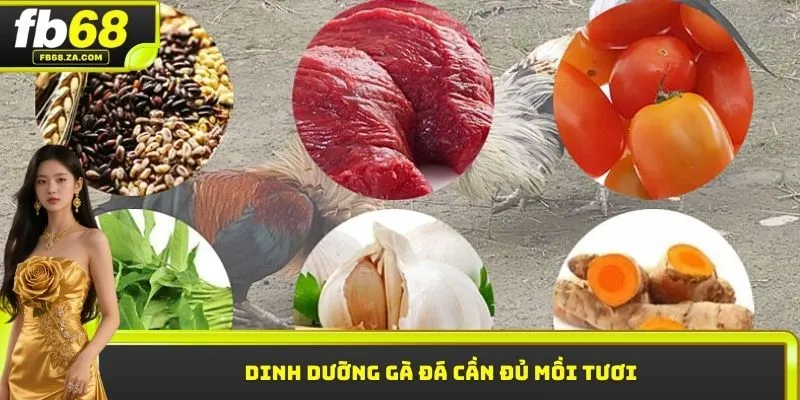 Dinh dưỡng gà đá cần đủ mồi tươi