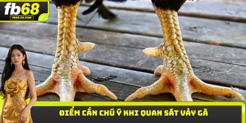 Điểm cần chú ý khi quan sát vảy gà