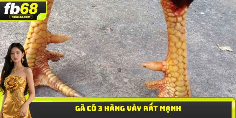 Gà có 3 hàng vảy rất mạnh